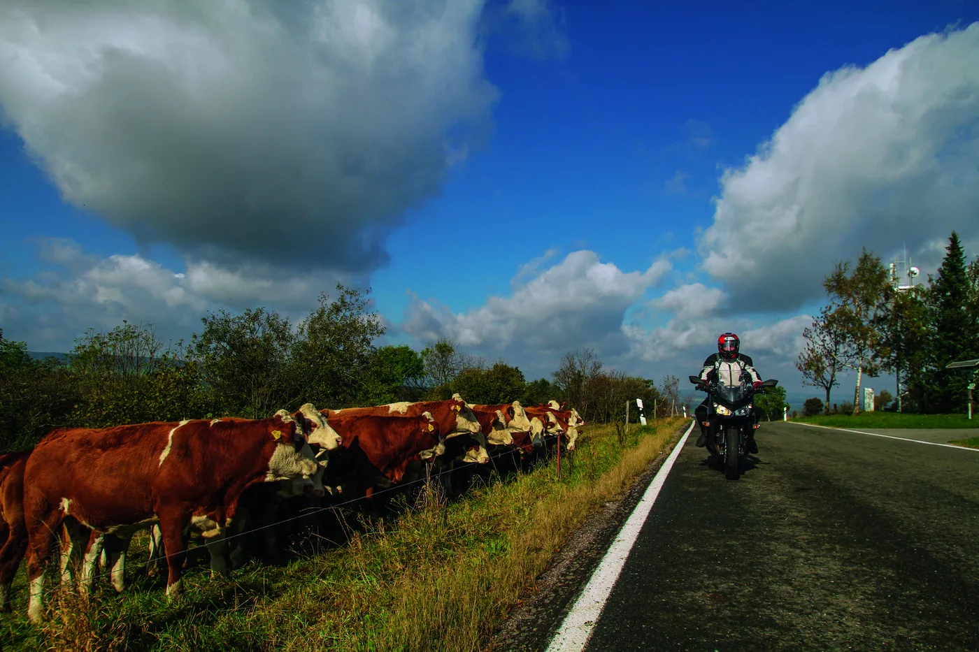 Rinder auf der Weide direkt neben der Landstraße, dahinter ein Motorrad